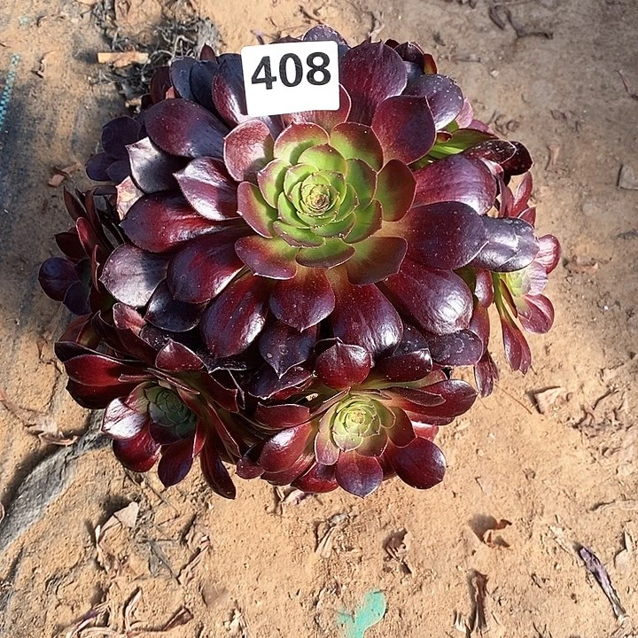 法师植物赤叶莲一物一拍