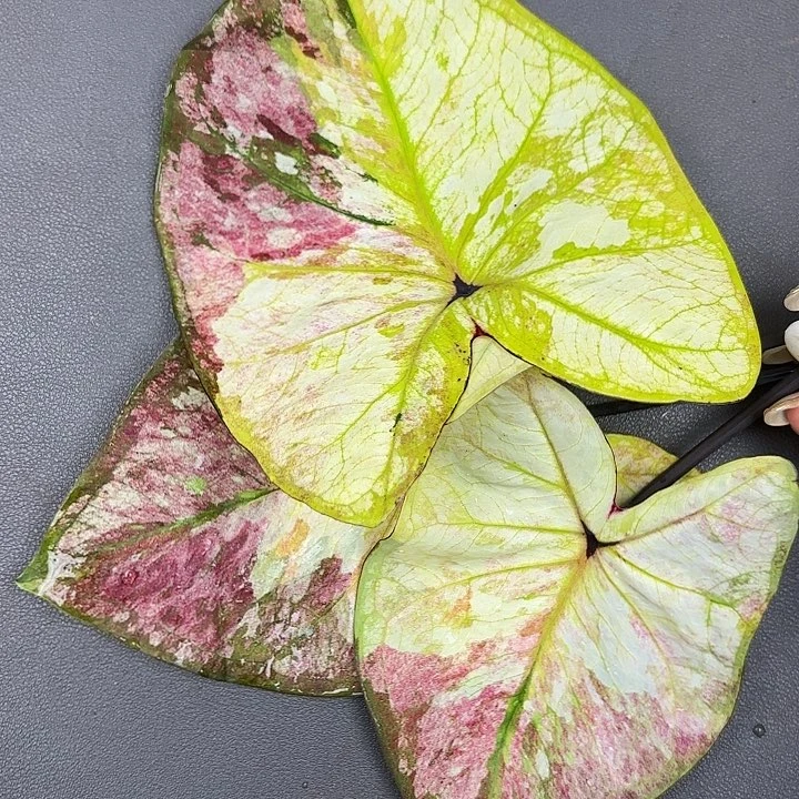 79-0712彩叶芋现货发