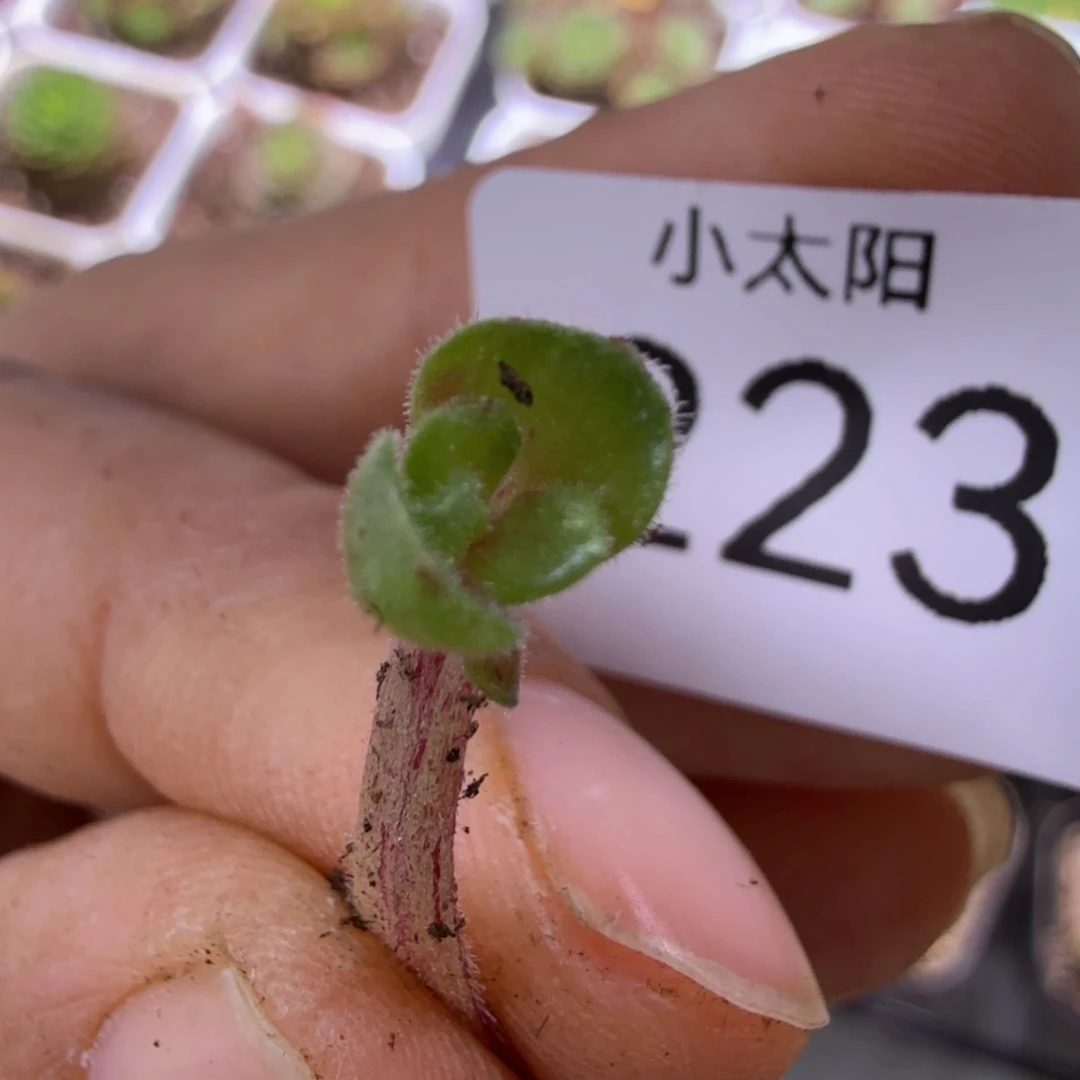 山地玫瑰。 223多肉