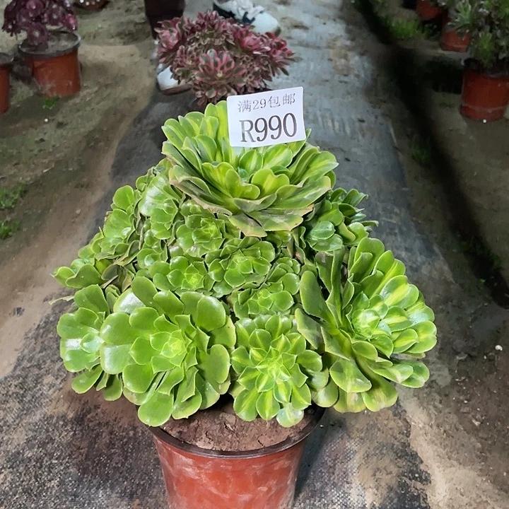 990翡翠琉璃多肉植物