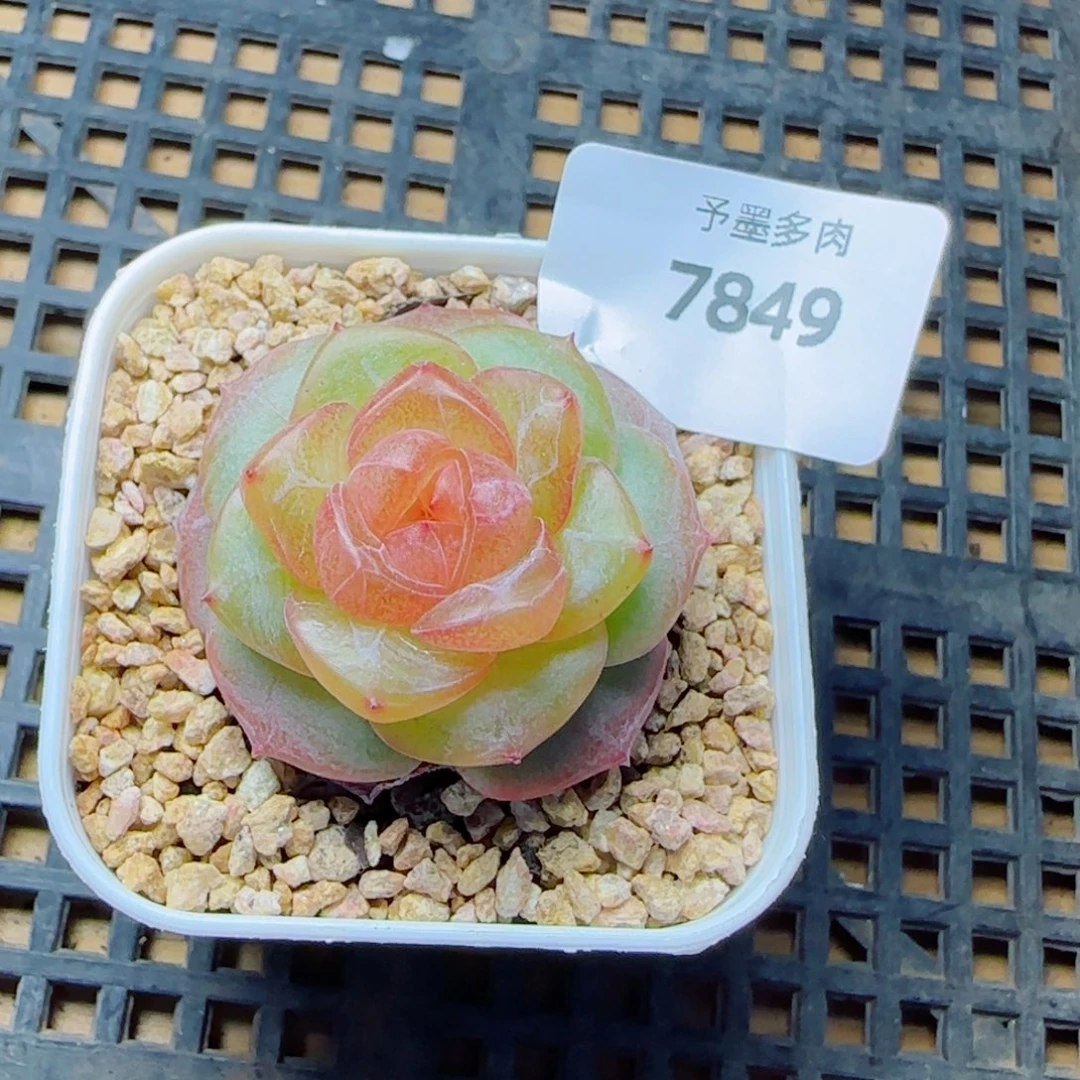 灵泽珍妮，7849多肉