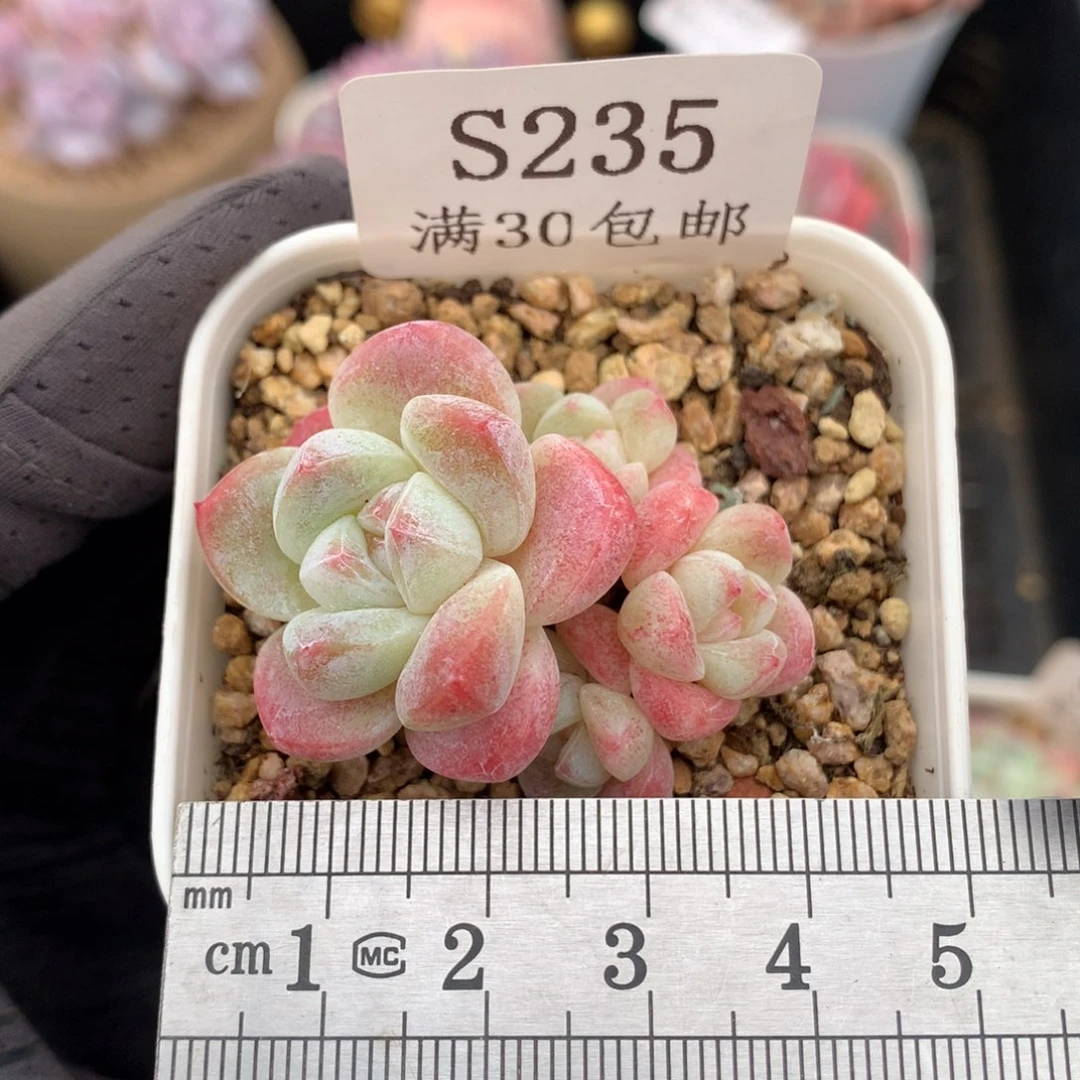 235。mini小脸四头冰玉。