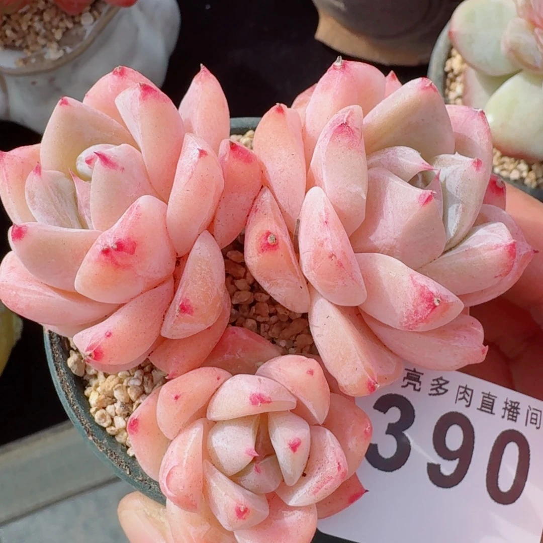 白泽      愿你一路坦途，乘风破浪展宏图