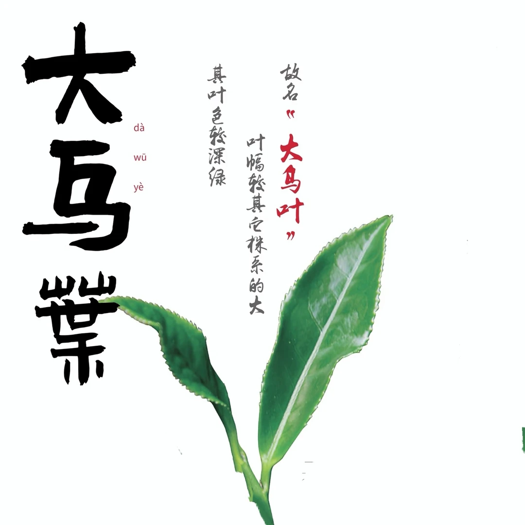 凤凰单枞：兰花香.大乌叶[清香型]潮州凤凰单丛茶