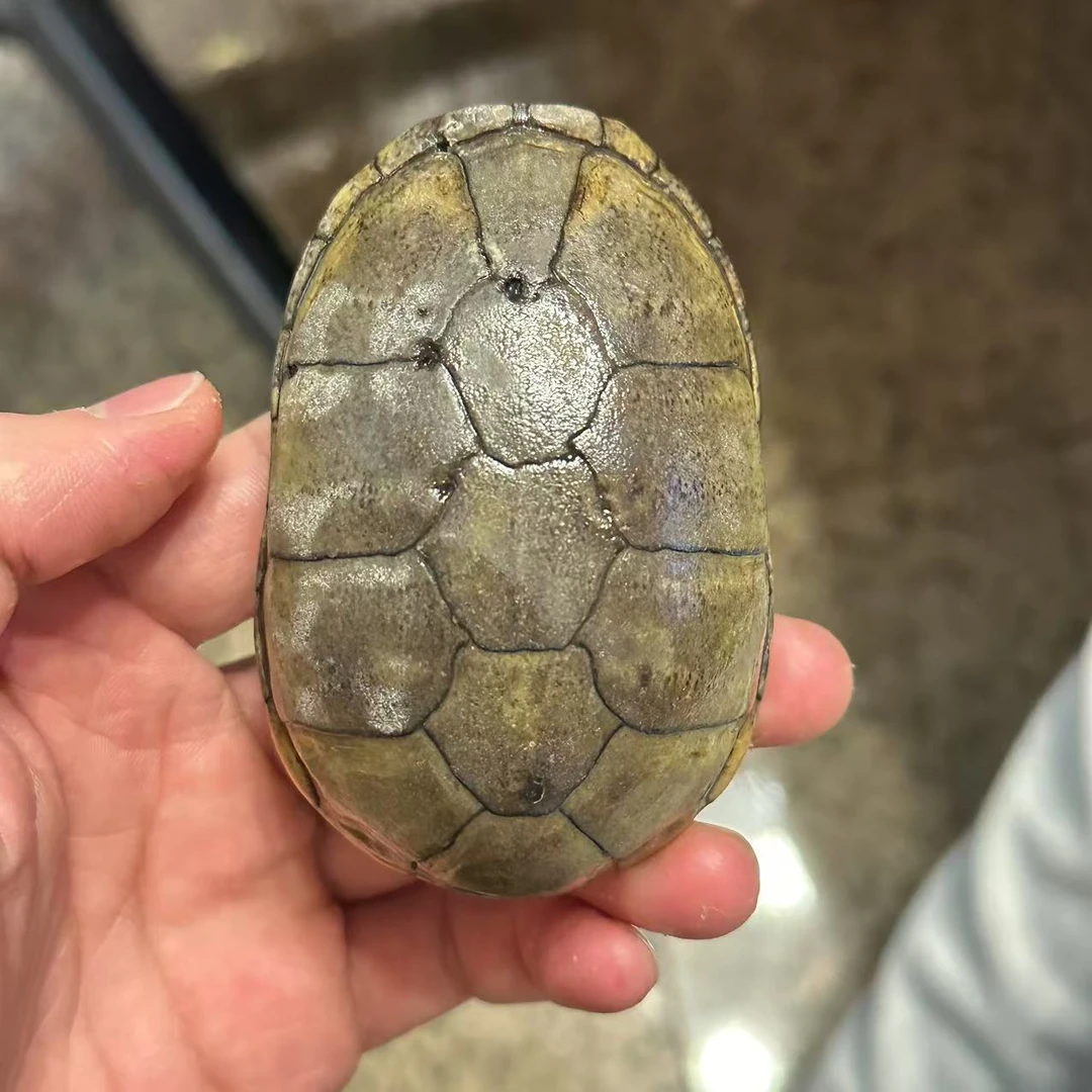 头盔龟  种公  背甲长8.6cm