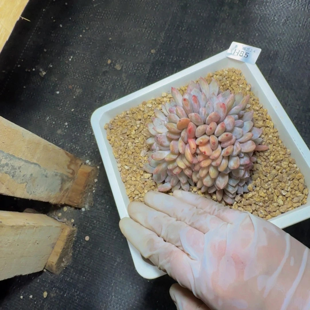 g h h h h h h h h 85