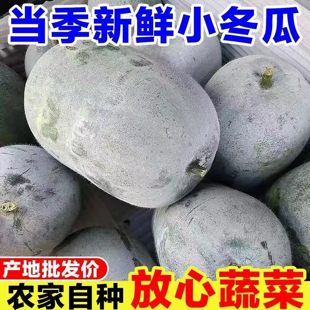 新鲜小冬瓜农家自种挂霜冬瓜现摘现发新鲜蔬菜批发可煲汤9斤