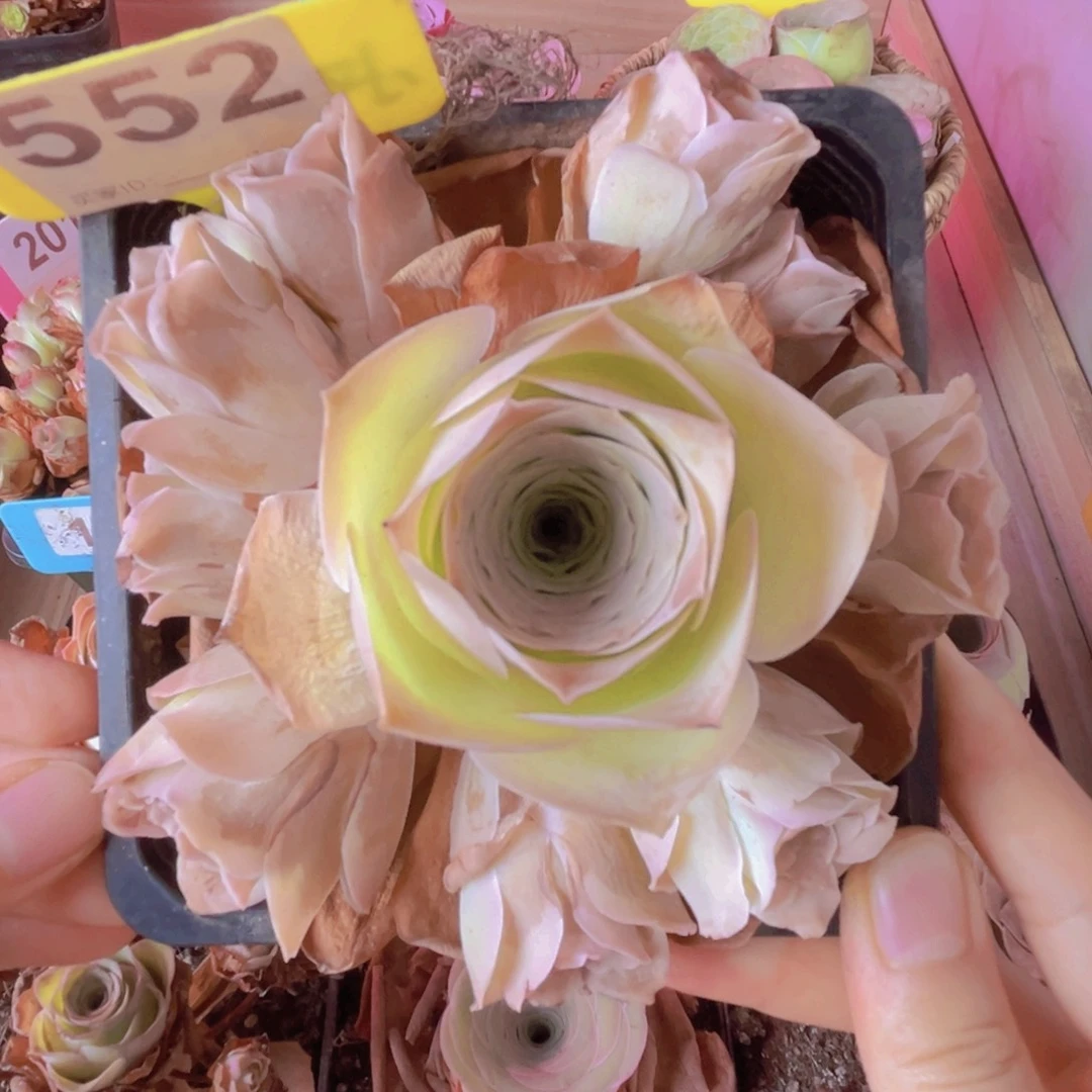 552山地玫瑰粉色