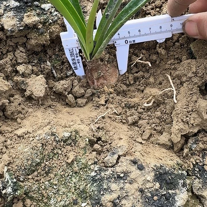 蓬松头朱顶红一棵3.5