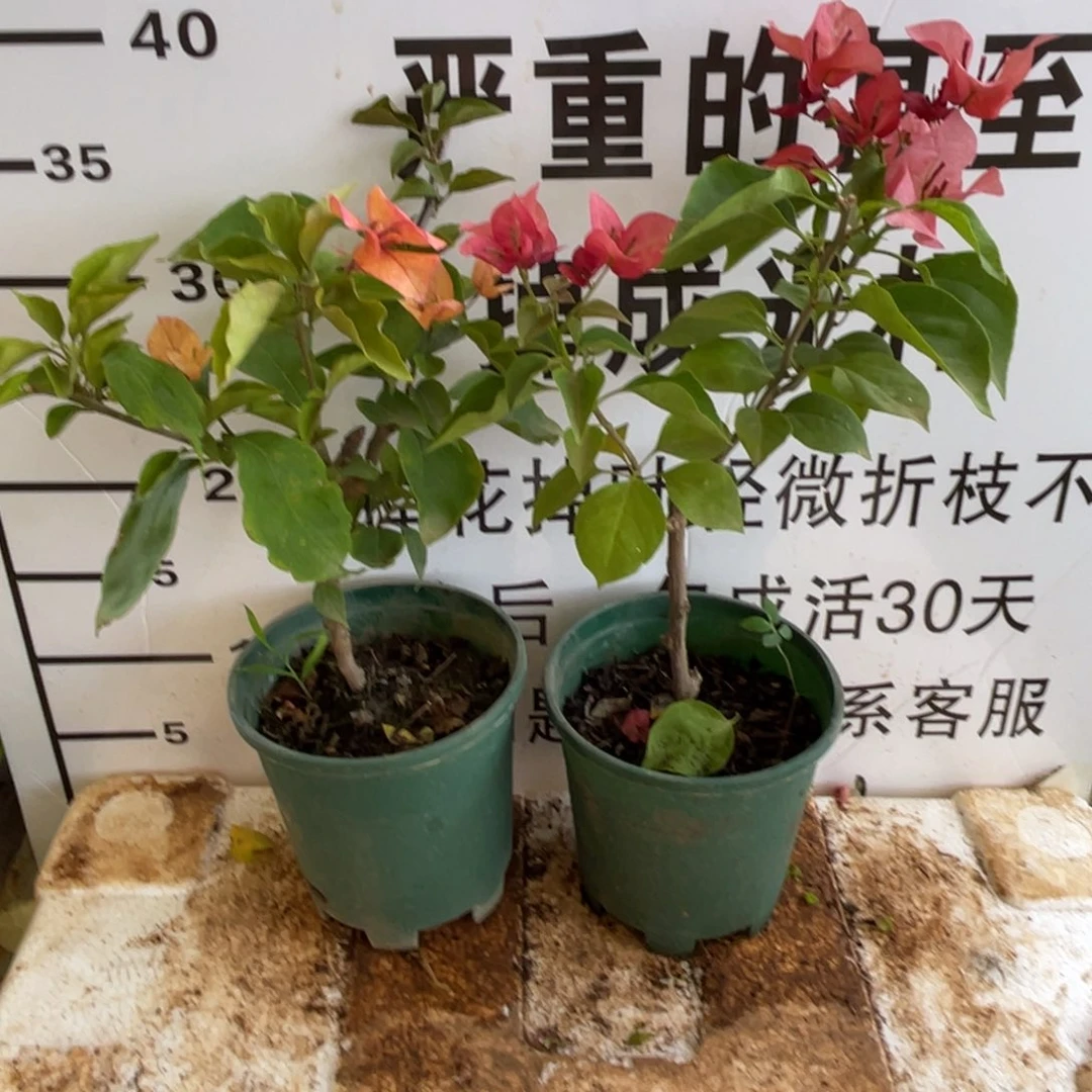 阿***香当前无花栽培后可以开花3-7218