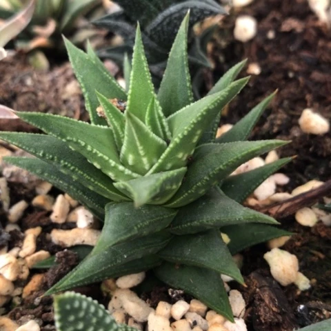 燕子塔硬叶多肉植物