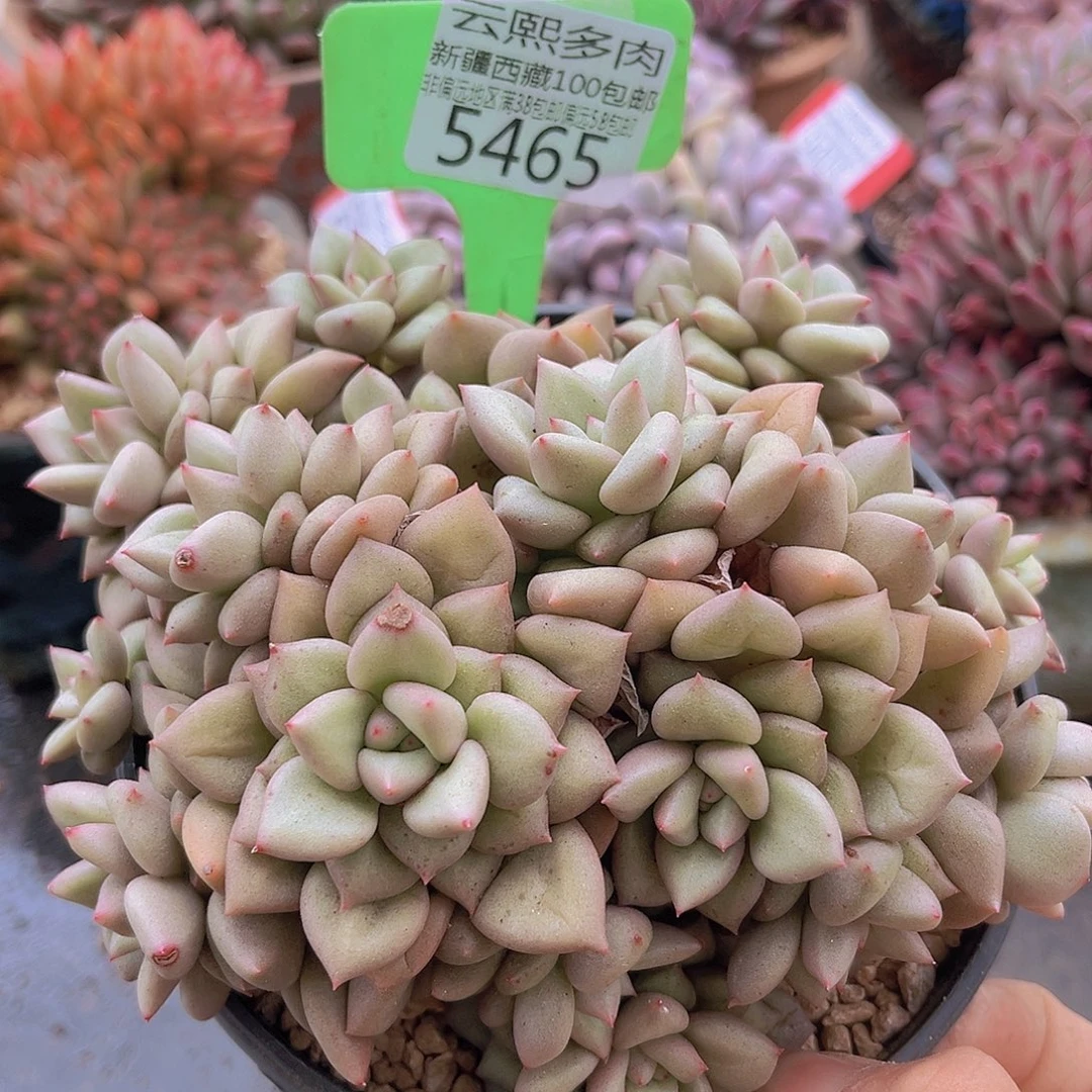 5465黄金象牙多肉植物