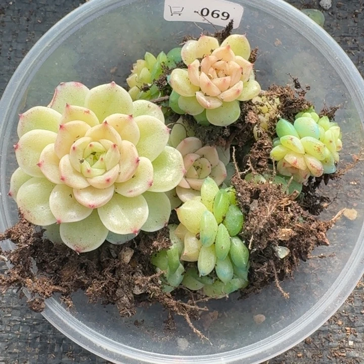 069麦秆饭盒混搭小