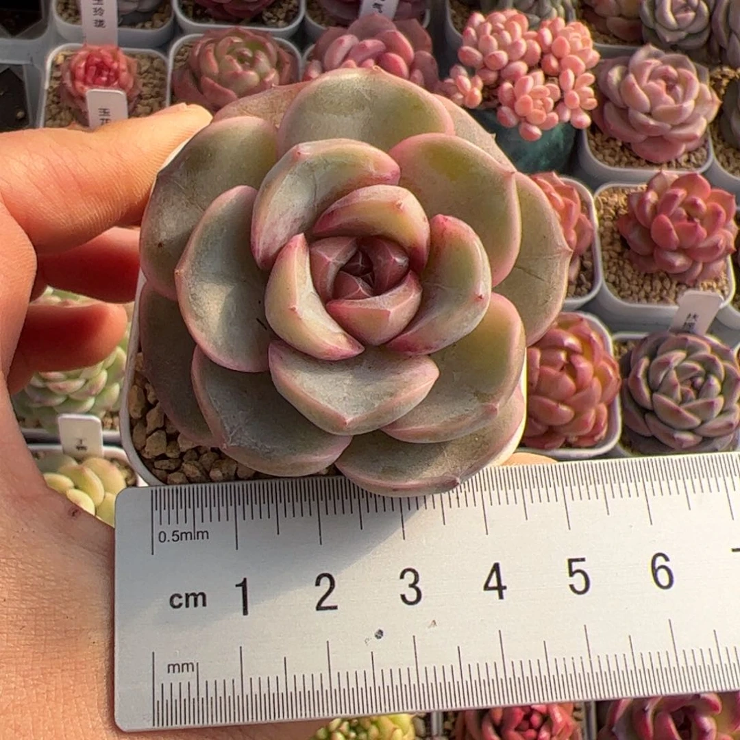 l****猫132 多肉植物组合