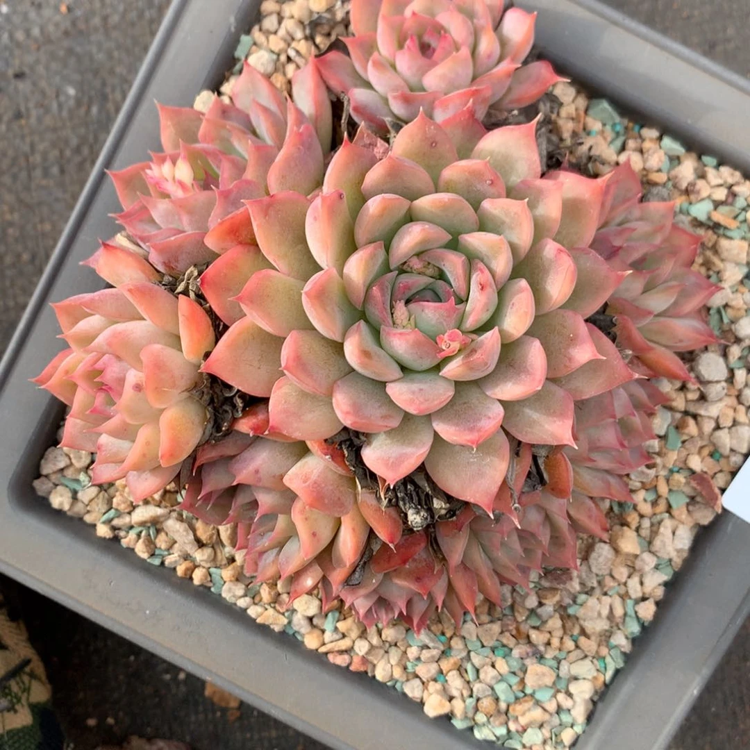 3713杂交精品基地11厘米