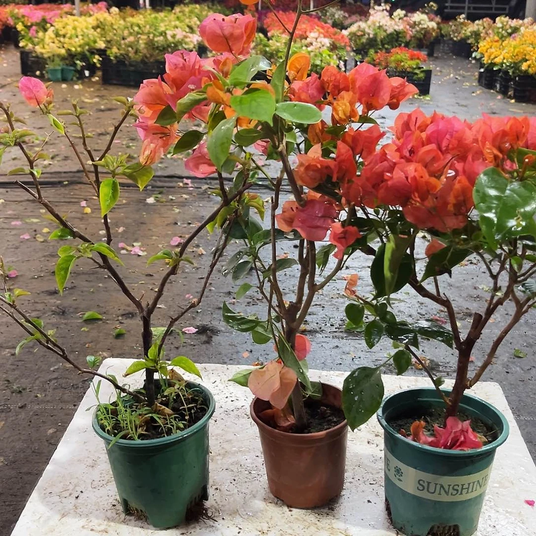 大部分花苞少量开放阿朱娜，宝老橙，夕阳红