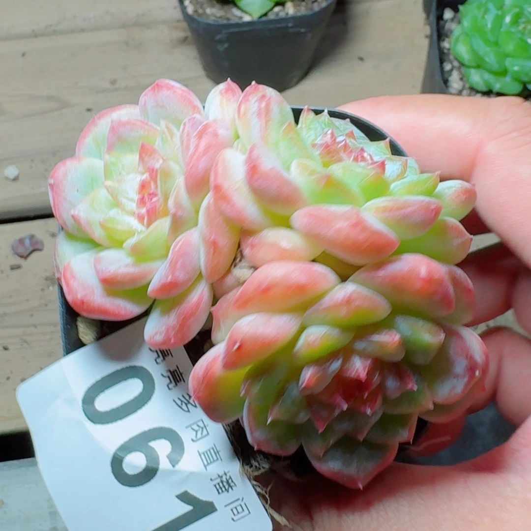糖钻            精美多肉植物