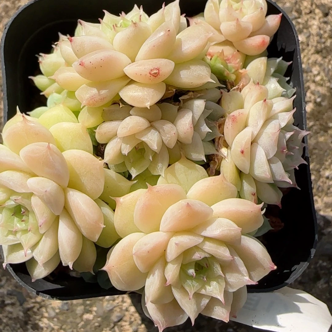 花语逸镜0117-145