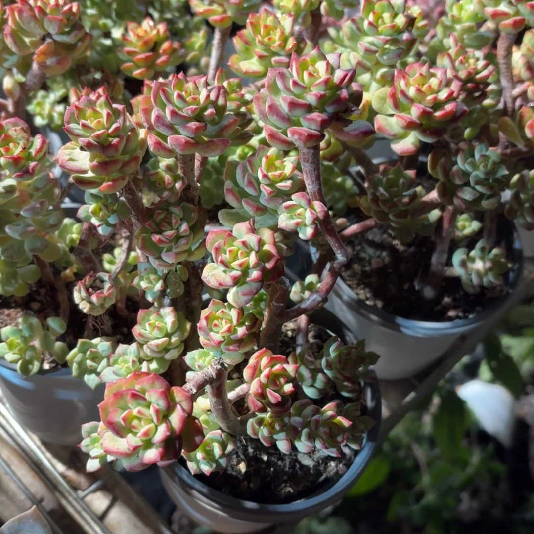 探戈多肉散群11㎝盆特价