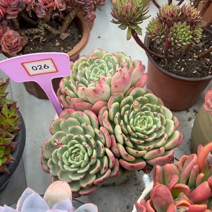 冰***叶三纹鱼多肉植物026