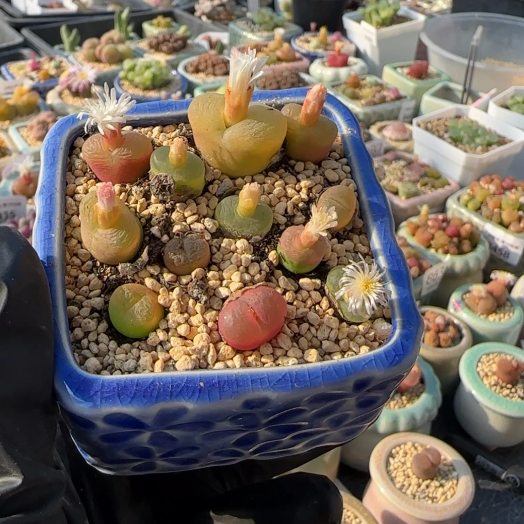 己***人8702--一物一拍 带盆