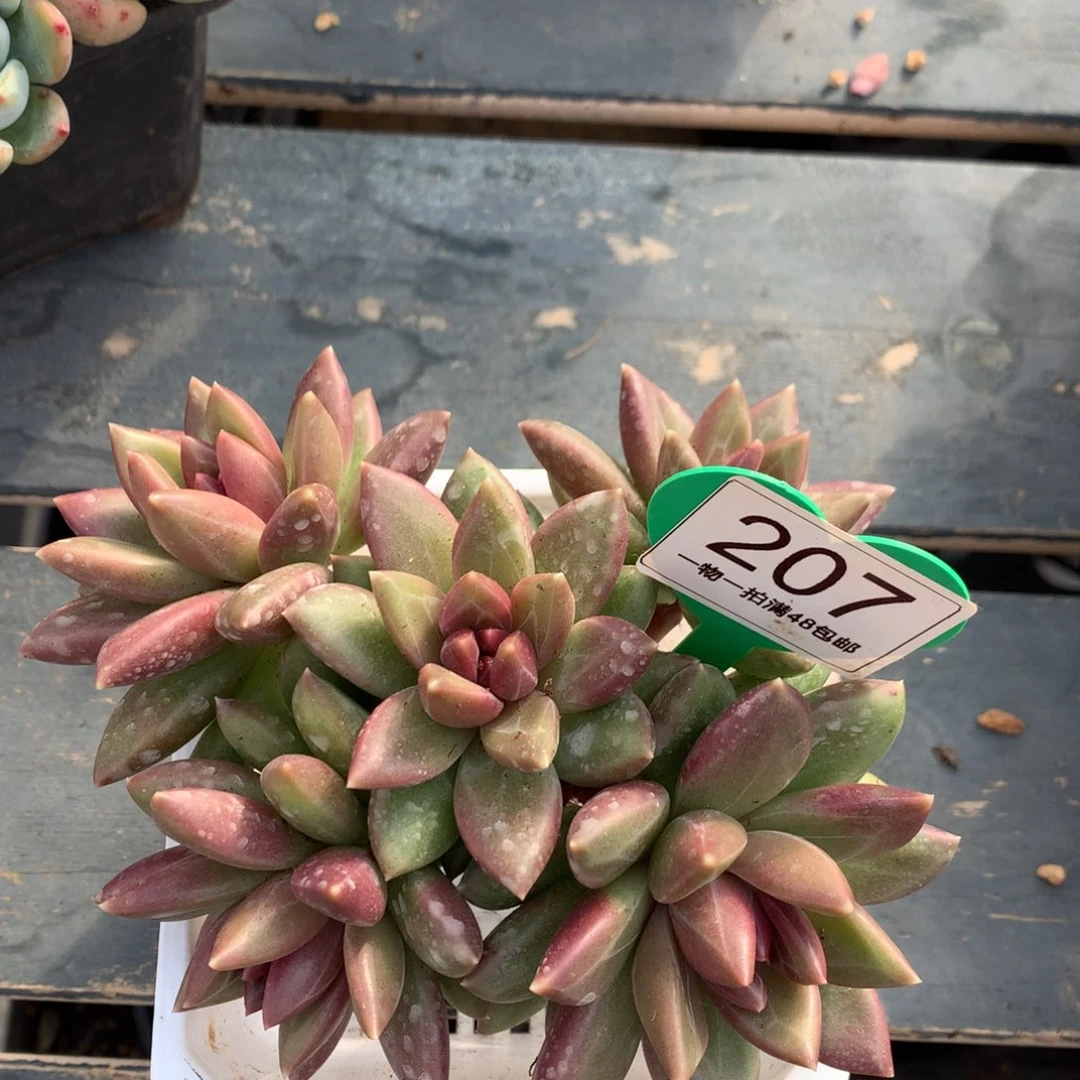 迷雾泡泡无砍平头207