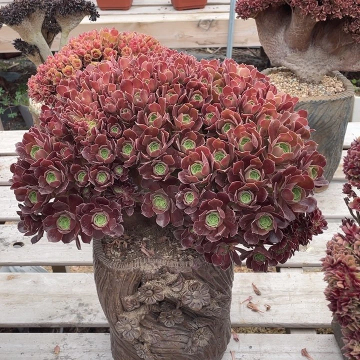 多肉植物的生长发育