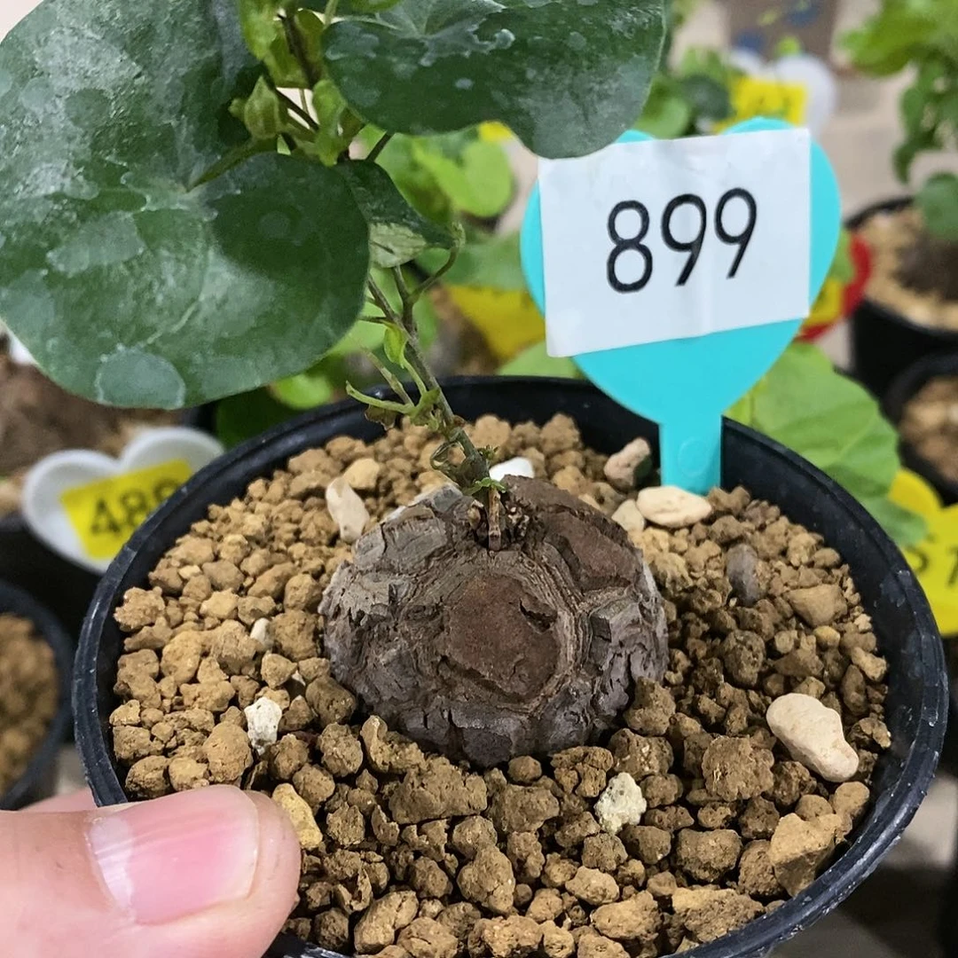 南非龟甲龙龟甲龙