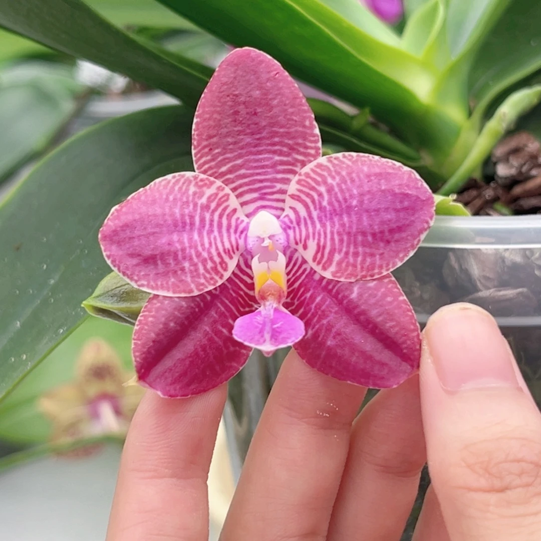完全开放4寸日蚀开花株