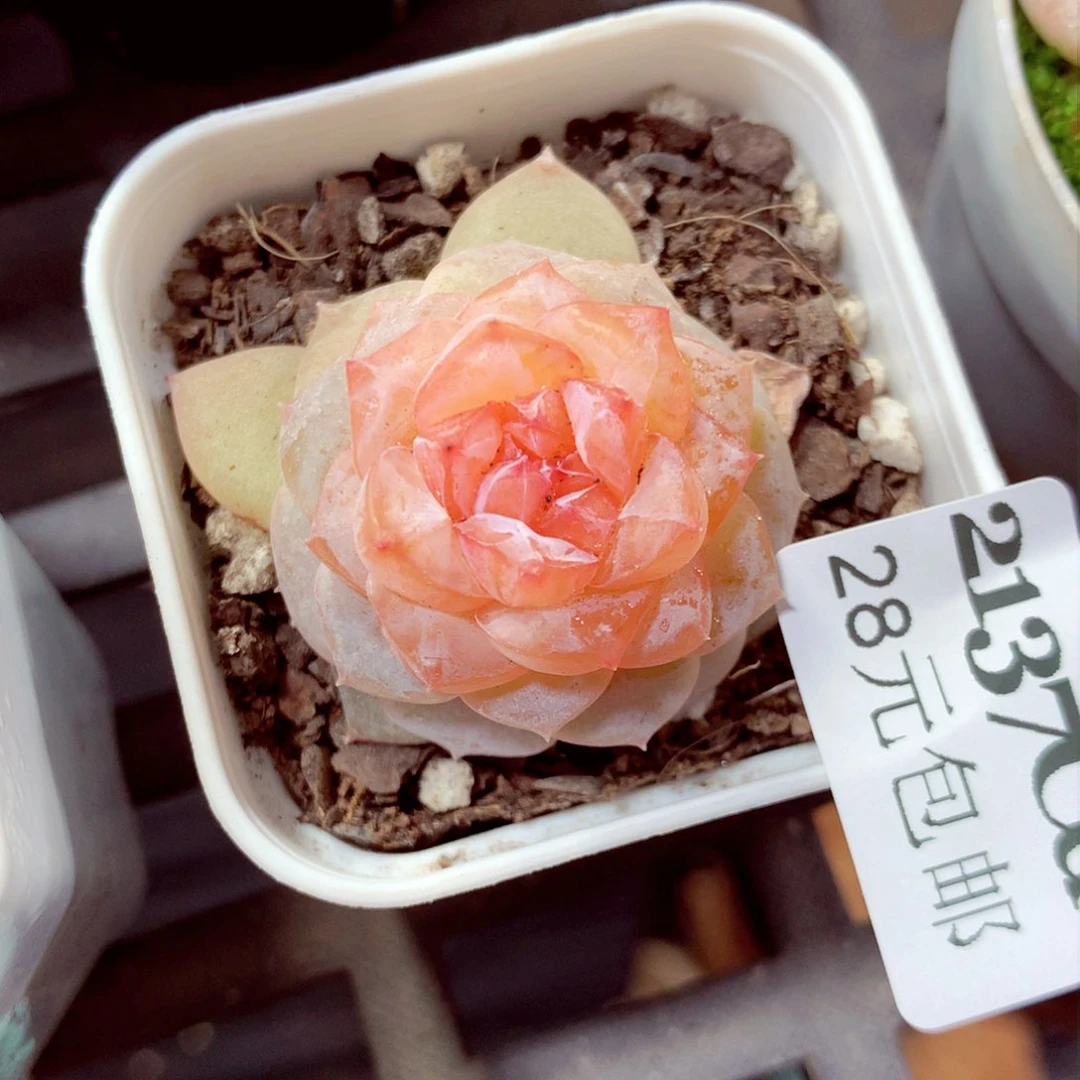 5厘米盆精控多肉2137