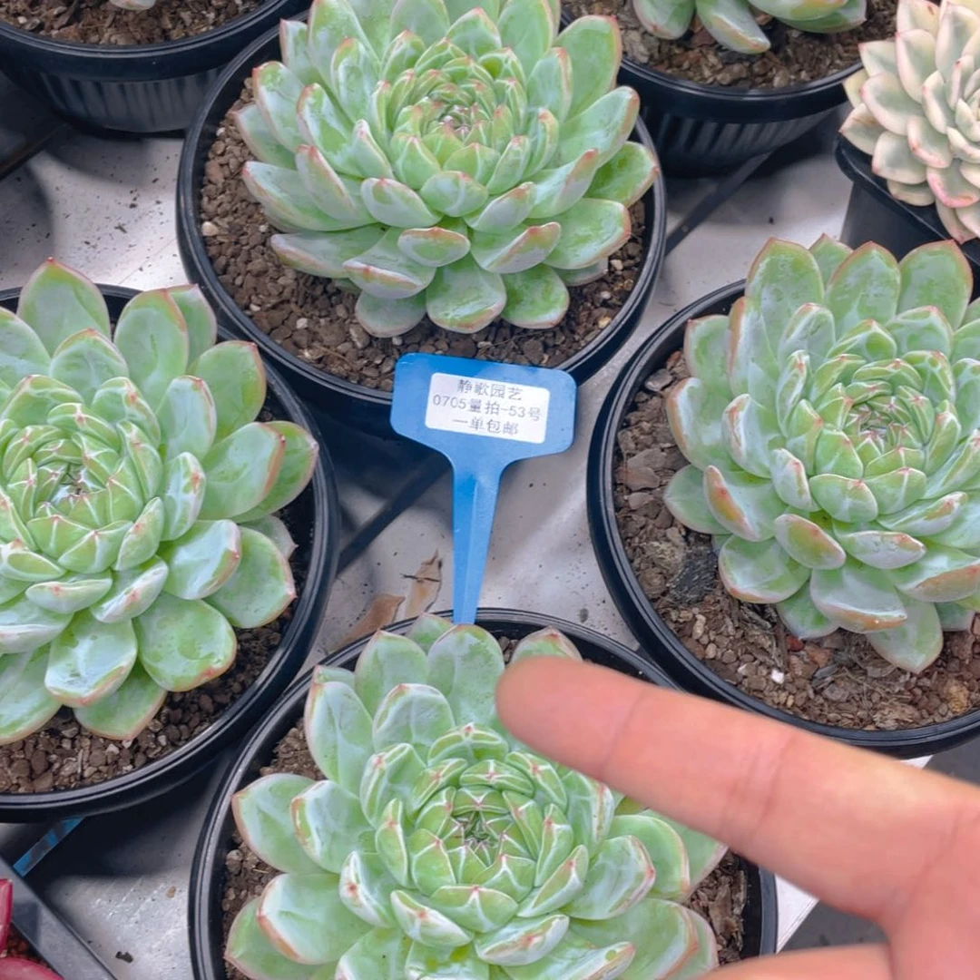 0705-53-雪花珍妮福利一颗