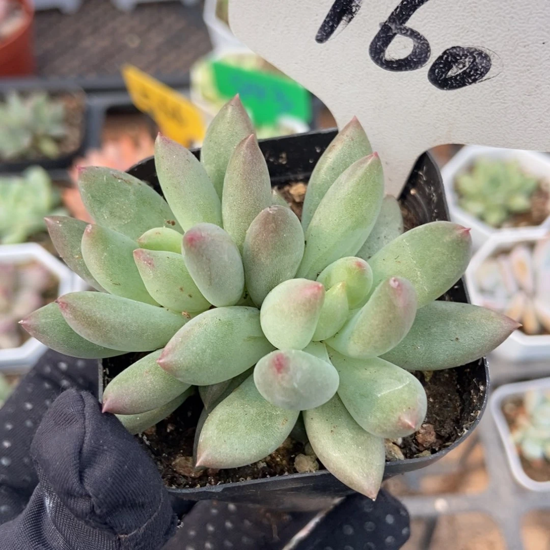 160岩字多肉植物保护