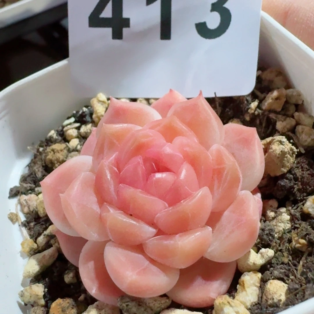 福利冰魄         精品多肉