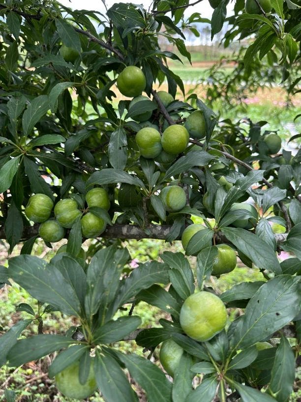 正宗云南青脆李，脱骨李新鲜应季水果现摘现发酸甜脆爽爆汁