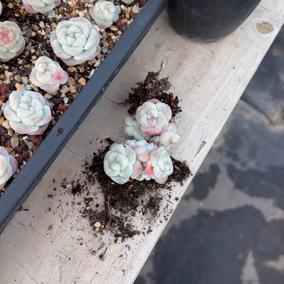 恭喜发财 关系过程