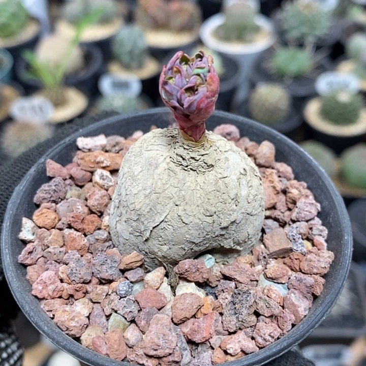 实生玫瑰大戟60号3.5cm