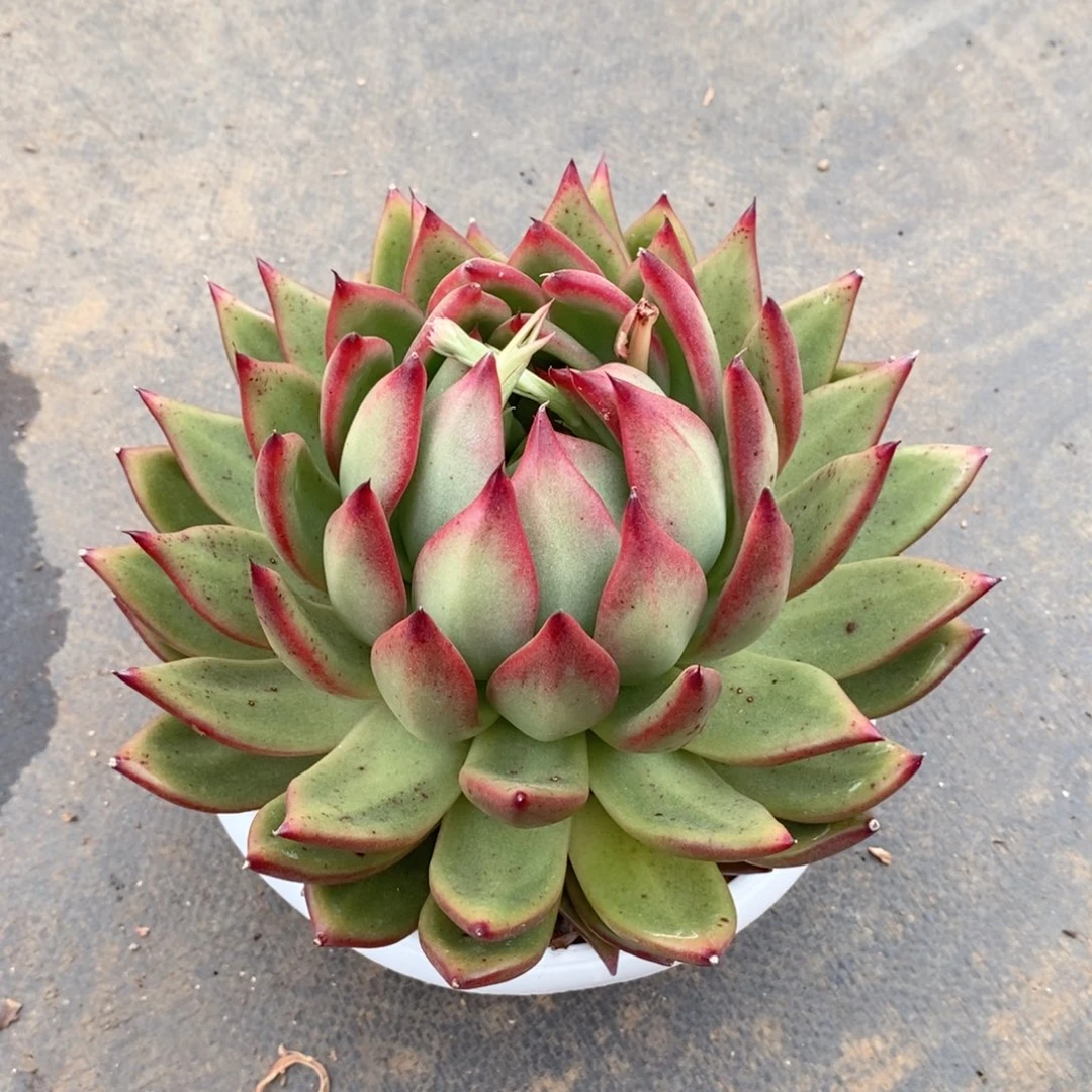 玄****己玄妙姐204-58