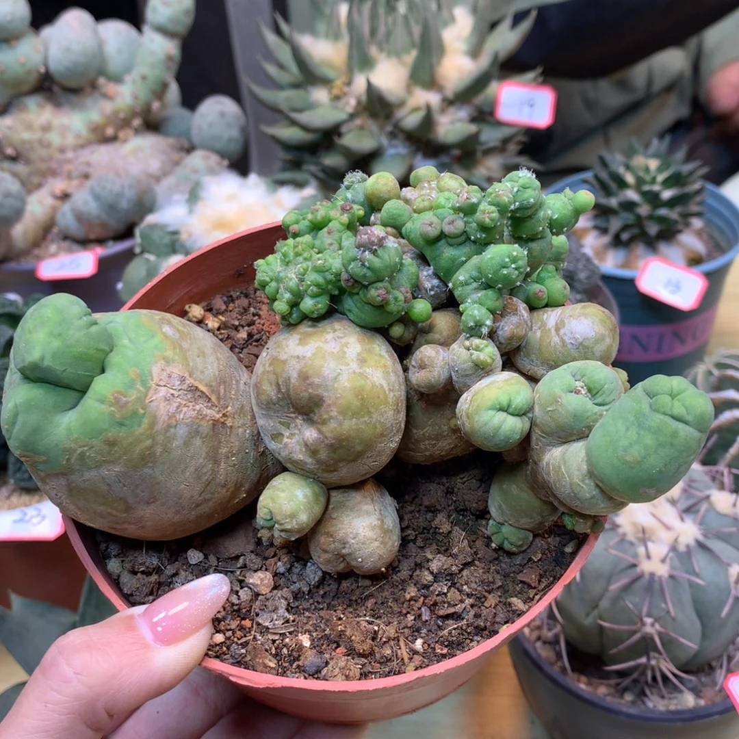 35号 自根 短毛丸石化14公分