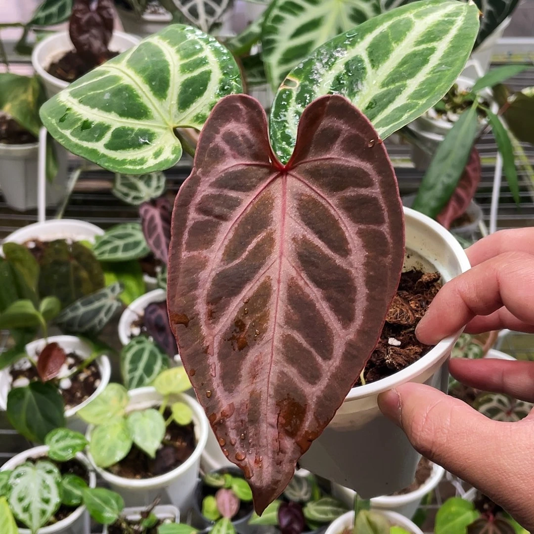 完全开放红杂米娜