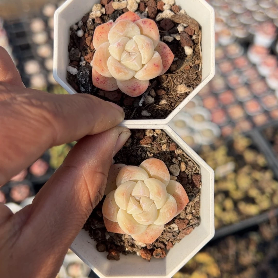 冰玉单头一颗量拍多肉满9.9包邮下午发