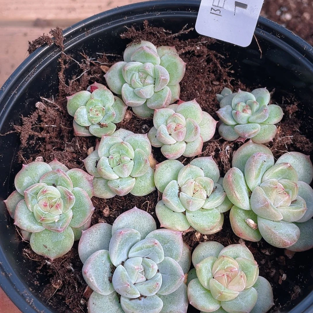 多肉植物多肉植物129