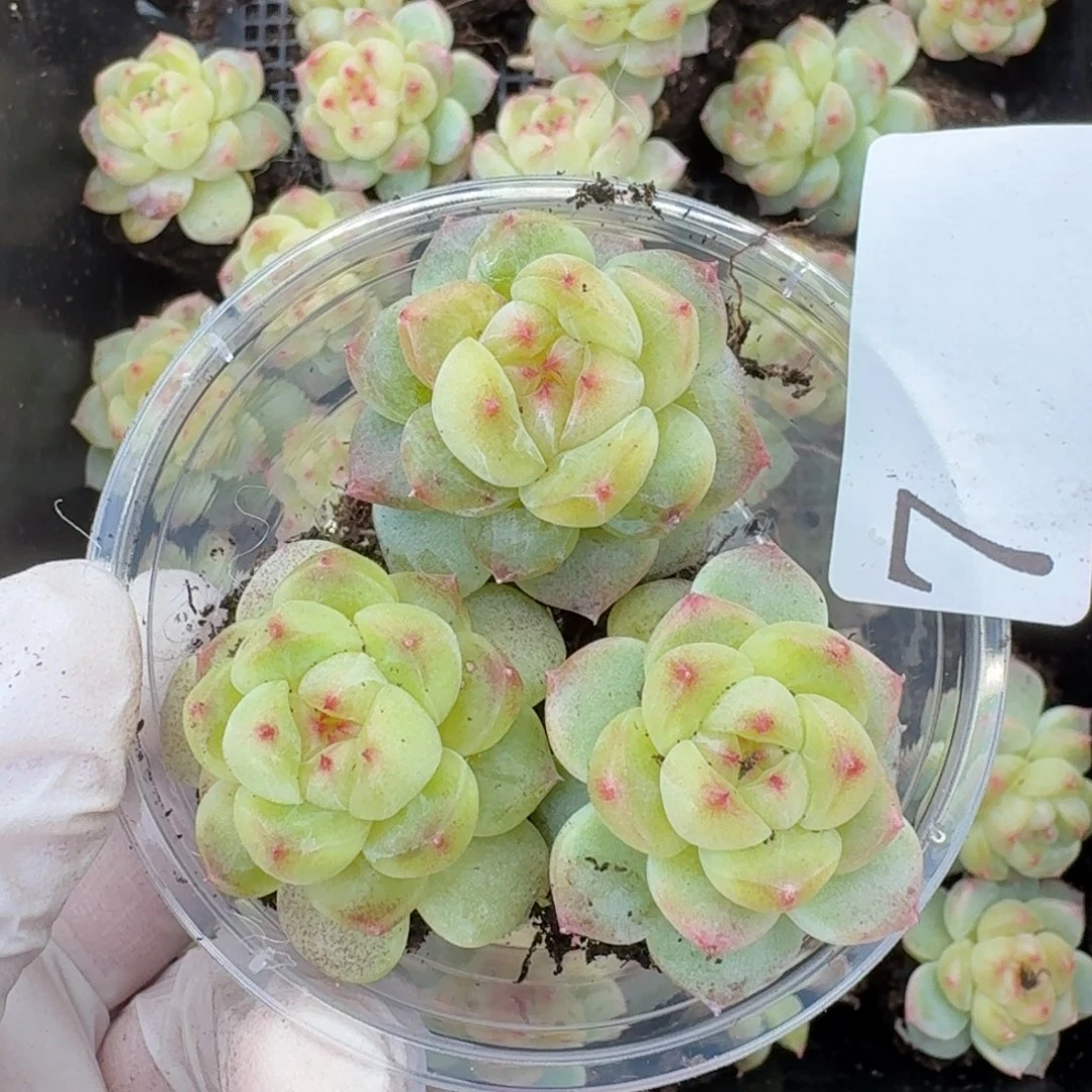 多肉植物多肉植物7