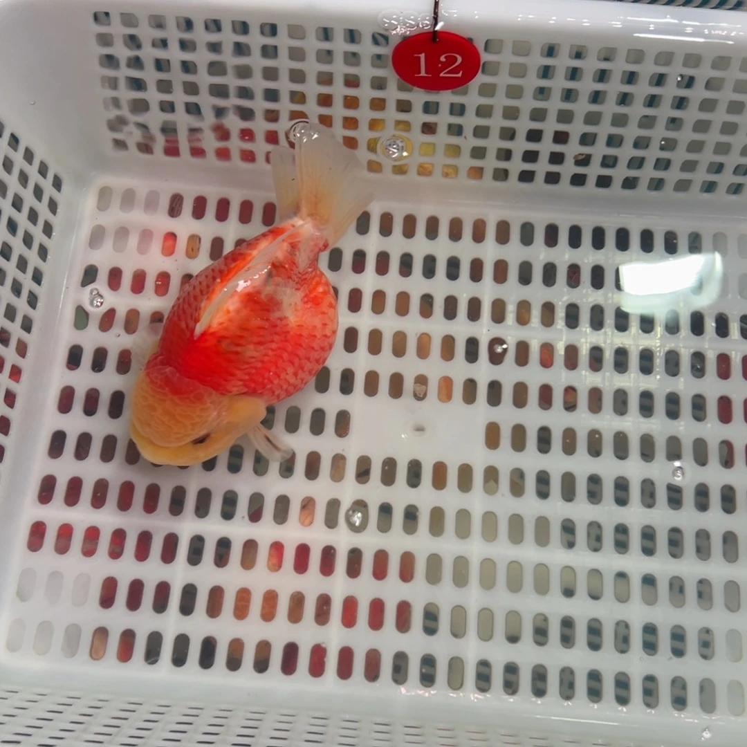 麦***士金鱼你好吗我好想你