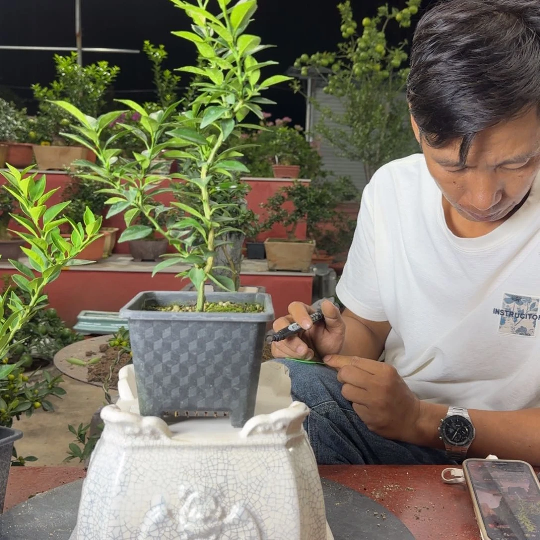 当前无花朵，栽培后可花朵中**设