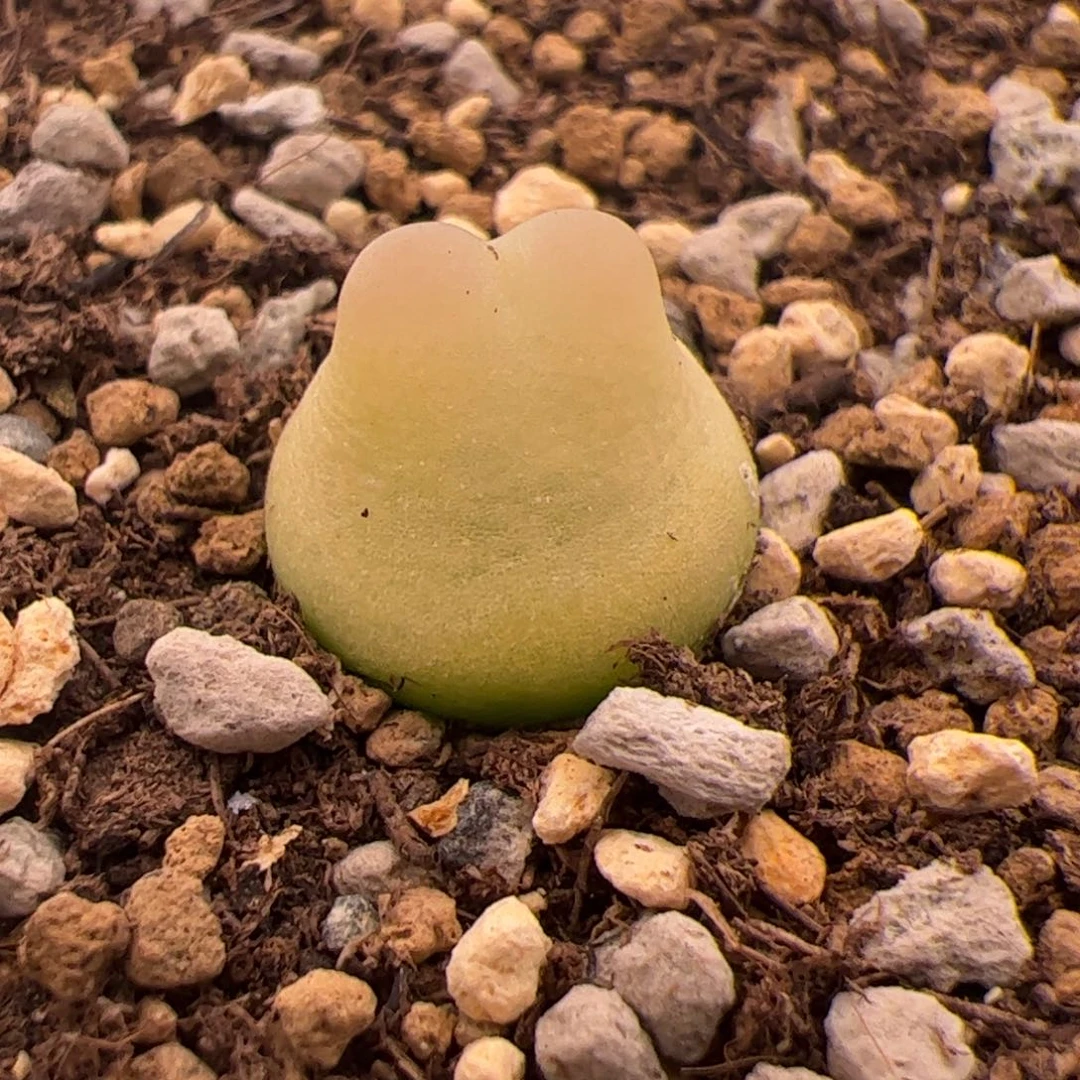 102号拉登12.27多肉