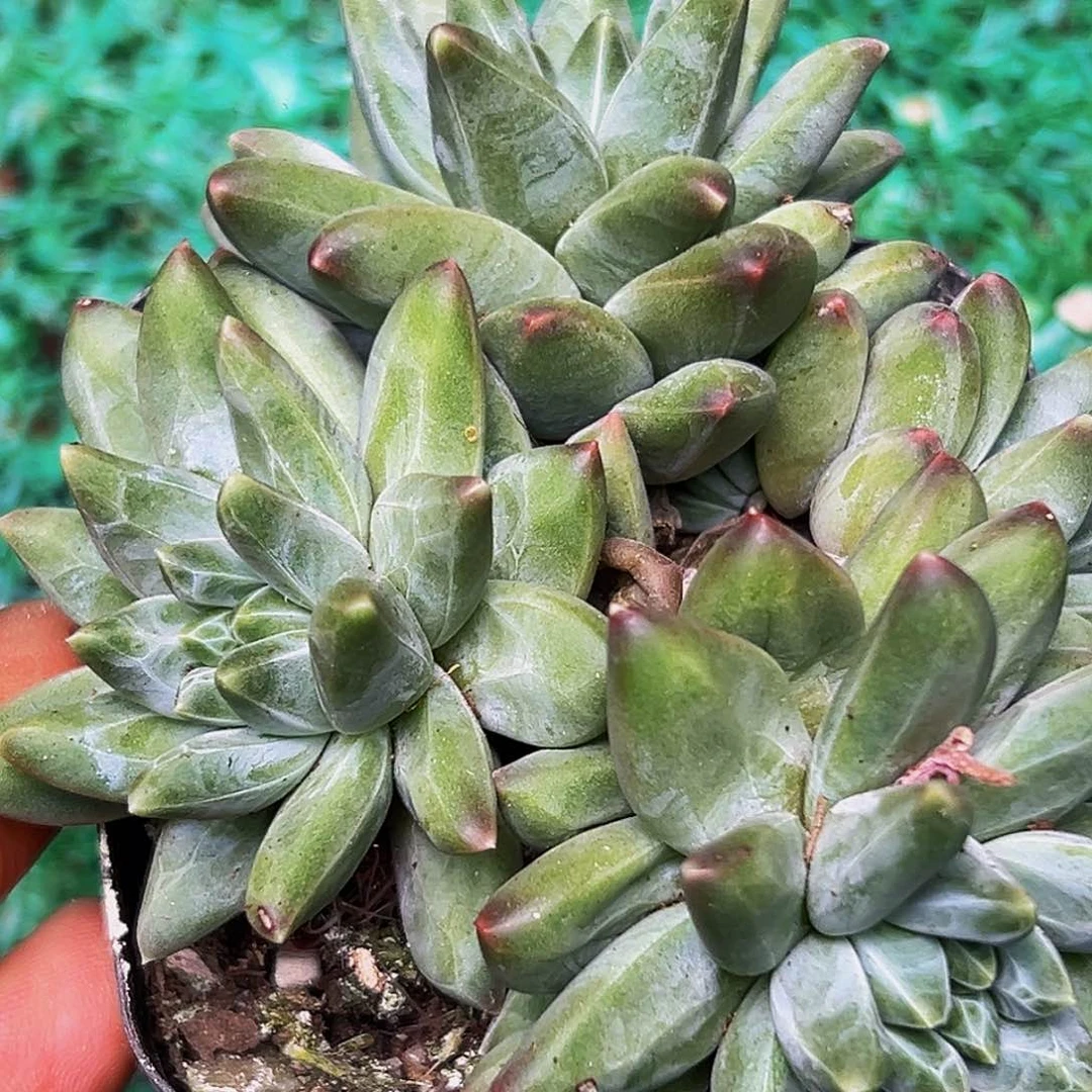 1颗美人系列多肉植物