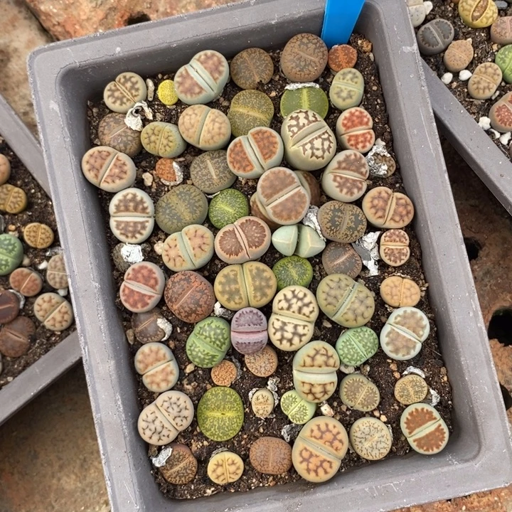 金****生石花等植物的生长600