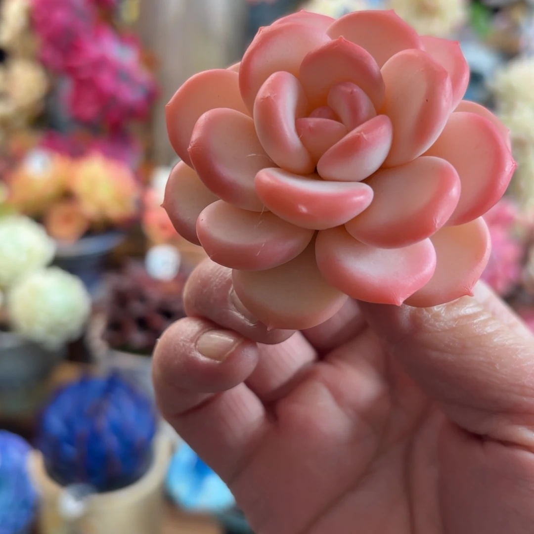 树脂粘土仿真多肉 白茶