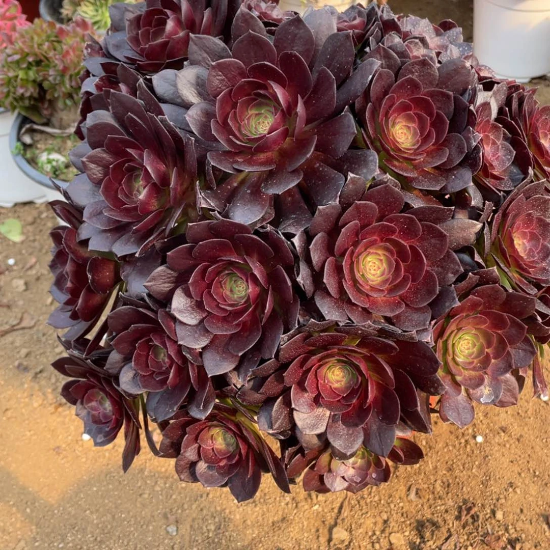 663黑美人多肉法师断枝不包