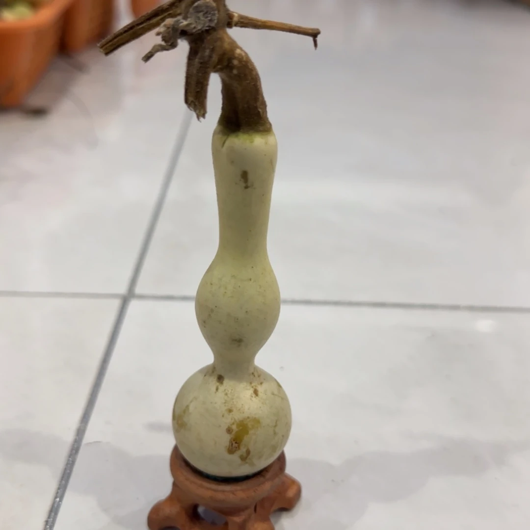 青皮不包成，，，，，，，，，，